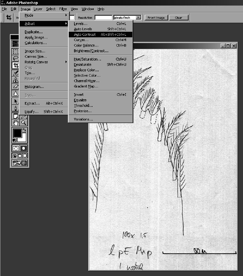 850x966 the pencil drawing is scanned in using adobe photoshop - Adobe Photoshop Drawing