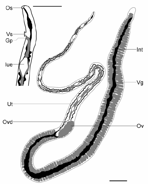 600x745 Drawing Summarizing The Morphology Of Schistosoma Kisumuensis N - Adult Drawing