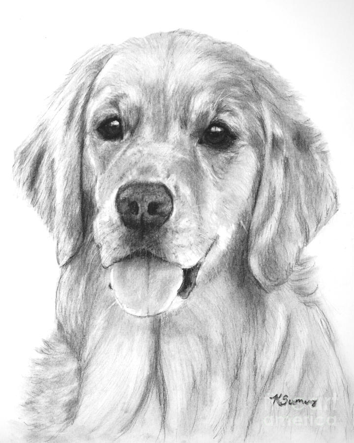 720x900 golden retriever jessie adult drawing - Adult Drawing