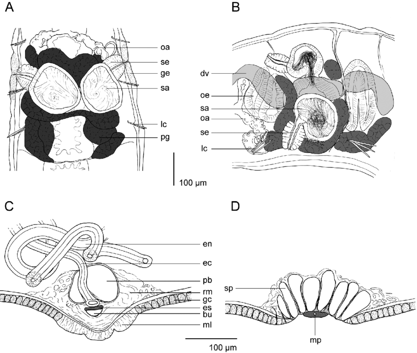 850x719 Enchytraeus Polatdemiri Sp N Drawings From Adult Whole Mounted - Adult Drawings