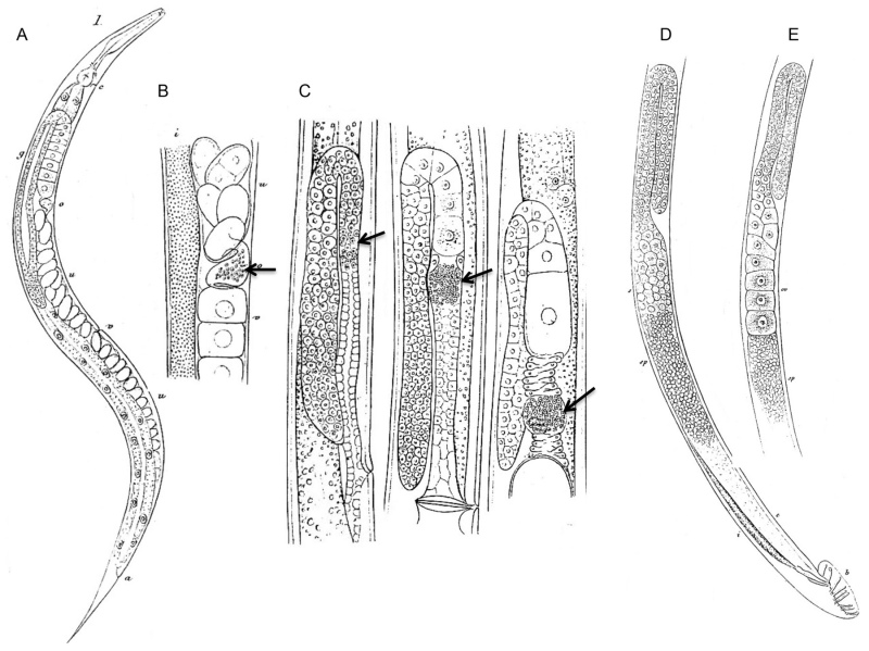 800x599 Figure The First Drawings Of Adult C Elegans Hermaphrodites - Adult Drawings