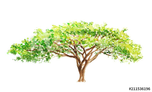 500x303 watercolor illustration of a southern tree in africa, drawing - Africa Drawing