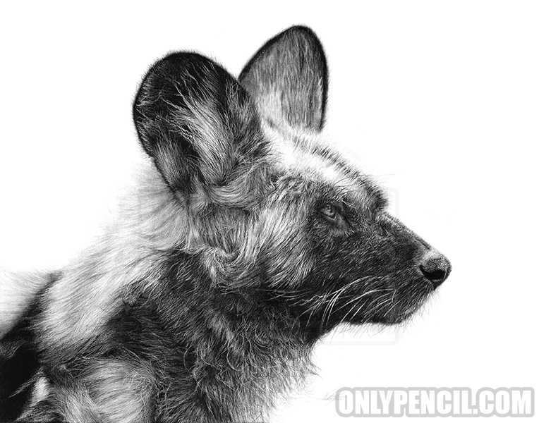 764x600 african wild dog - African Animal Drawings