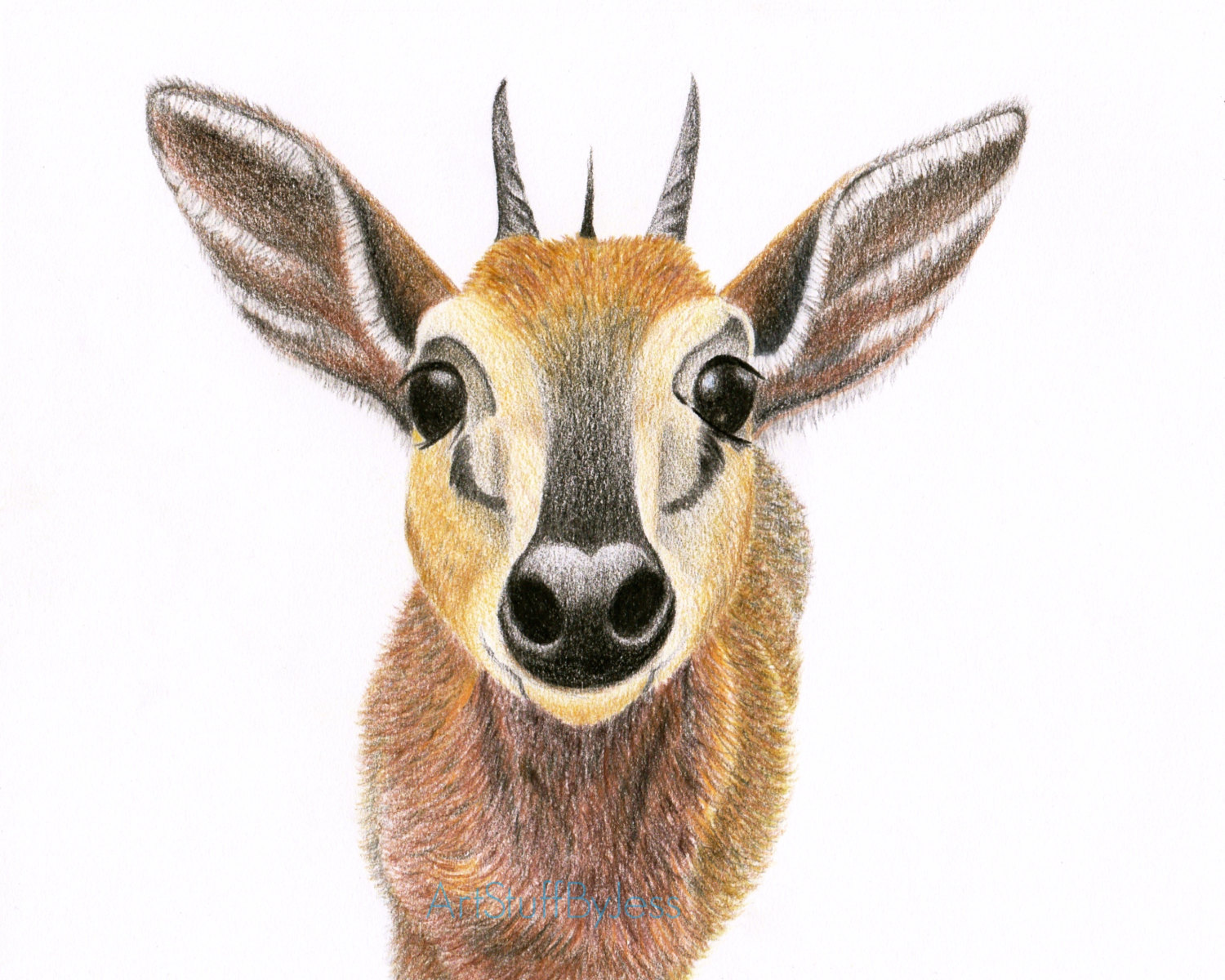 1500x1200 antelope drawing fine art pencil animal drawing animal art etsy - African Animal Drawings