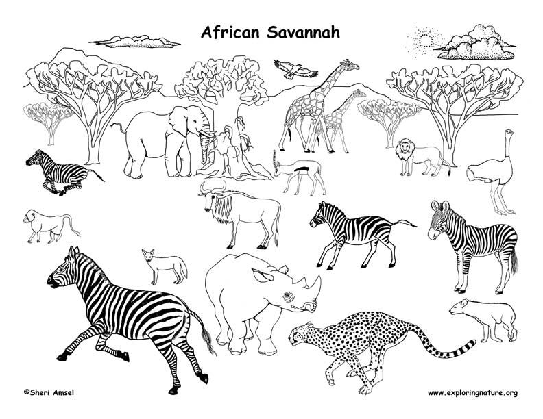 792x612 draw an african grassland - African Animal Drawings