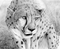200x163 drawing african animals - African Animal Drawings