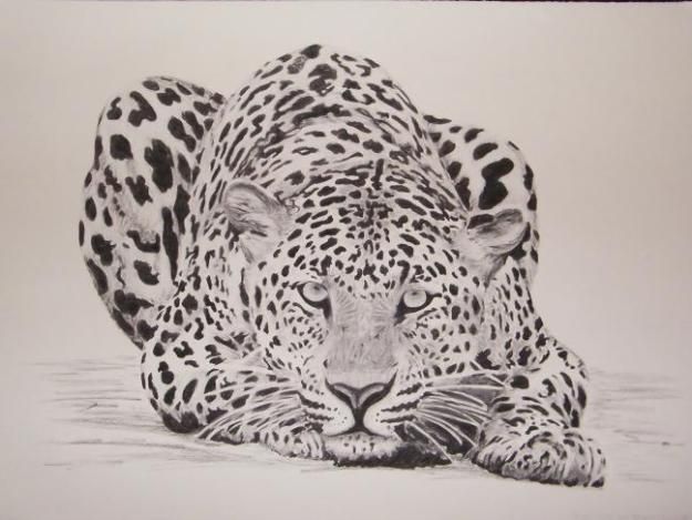 625x469 image detail for charcoal drawings of african animals - African Animal Drawings