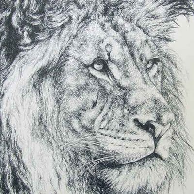400x400 lion drawing in pencil african lion portrait belinda marshall art - African Animal Drawings