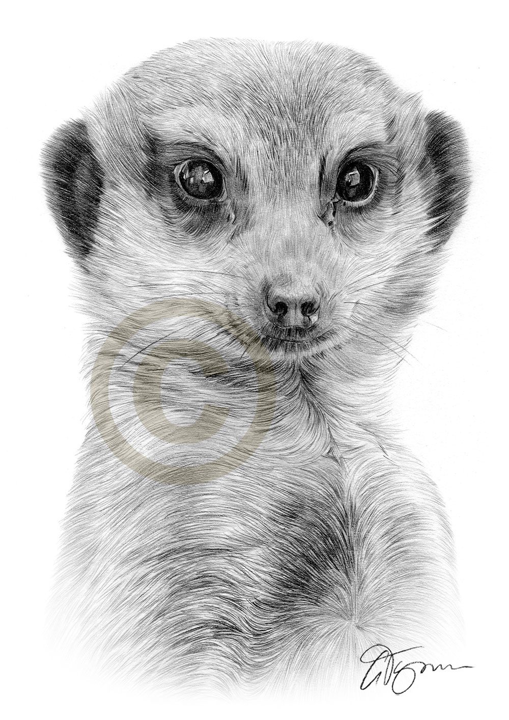 1000x1414 meerkat art pencil drawing artwork print signed african - African Animal Drawings