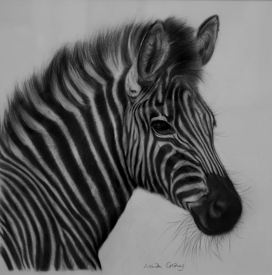 888x900 Portrait Of A Lady Drawing - African Animal Drawings