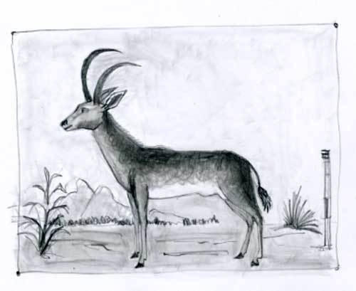 500x409 Robert Gordon - African Animal Drawings