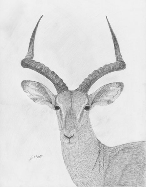 467x600 Wildlife Drawings For Sale Photo Gallery - African Animal Drawings