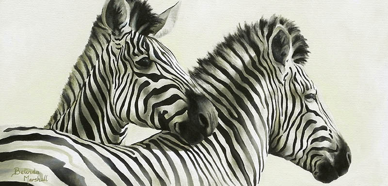 800x383 african animal artwork drawings and paintings belinda marshall art - African Animal Drawings