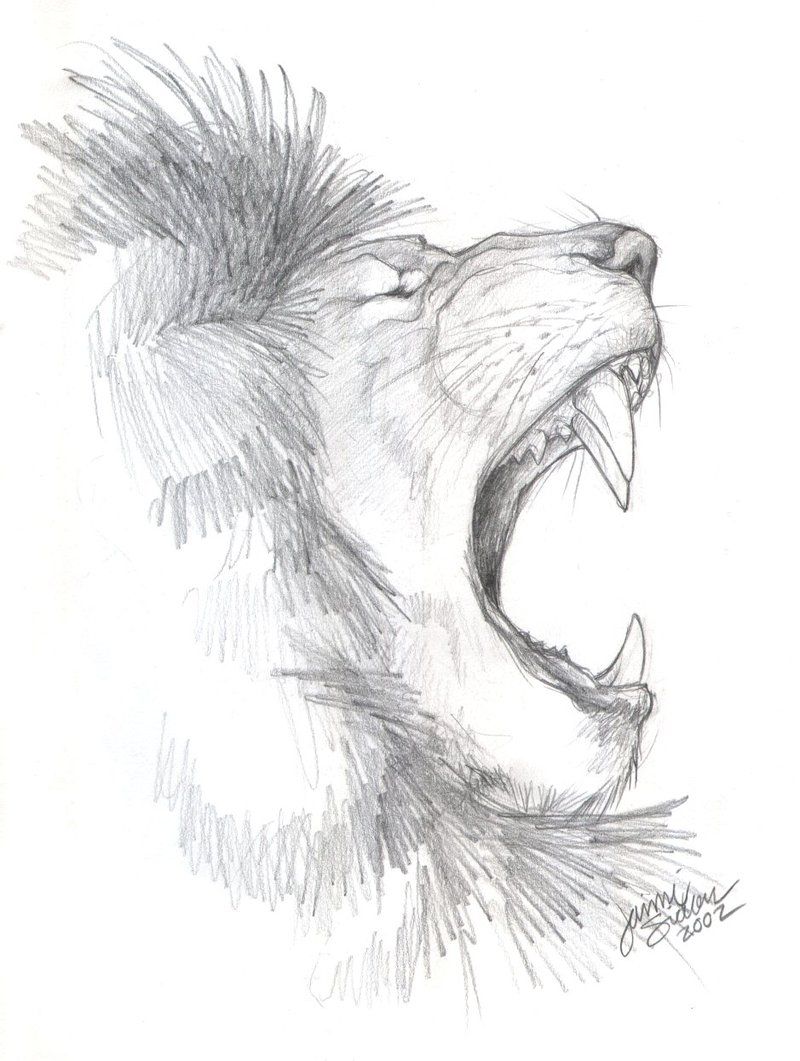 800x1061 african lion sketch - African Animal Drawings