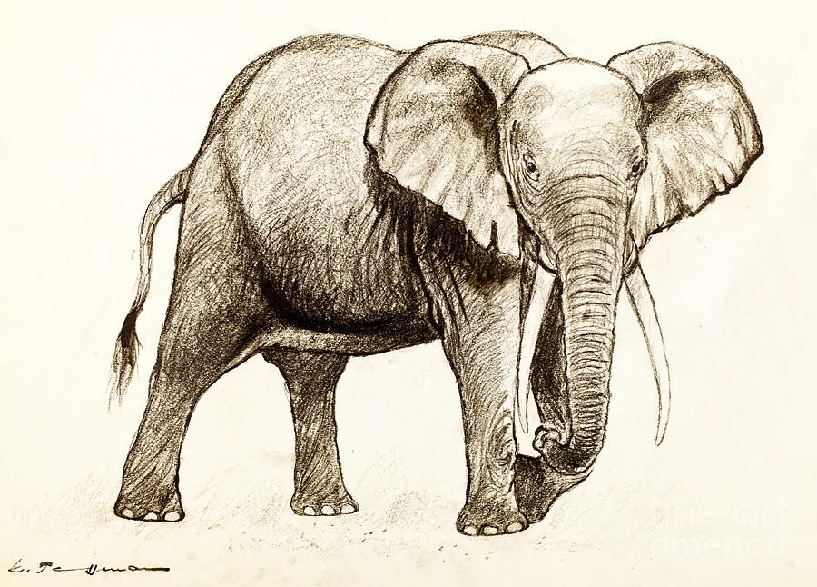 900x646 african elephant drawing - African Drawings
