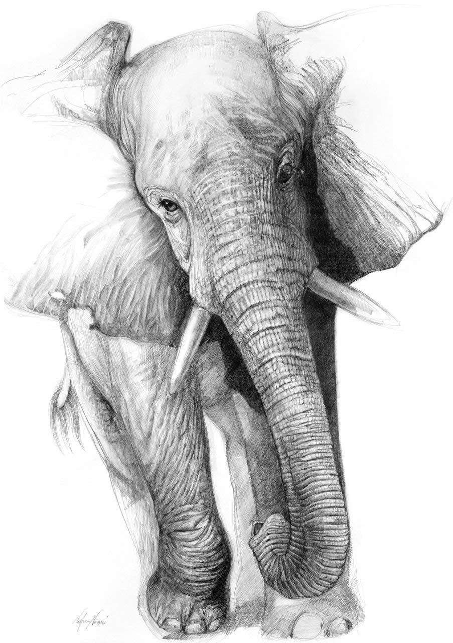 903x1280 African Elephant Print From Original Drawing - African Elephant Drawing