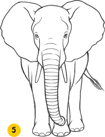 430x561 Elephant - African Elephant Drawing