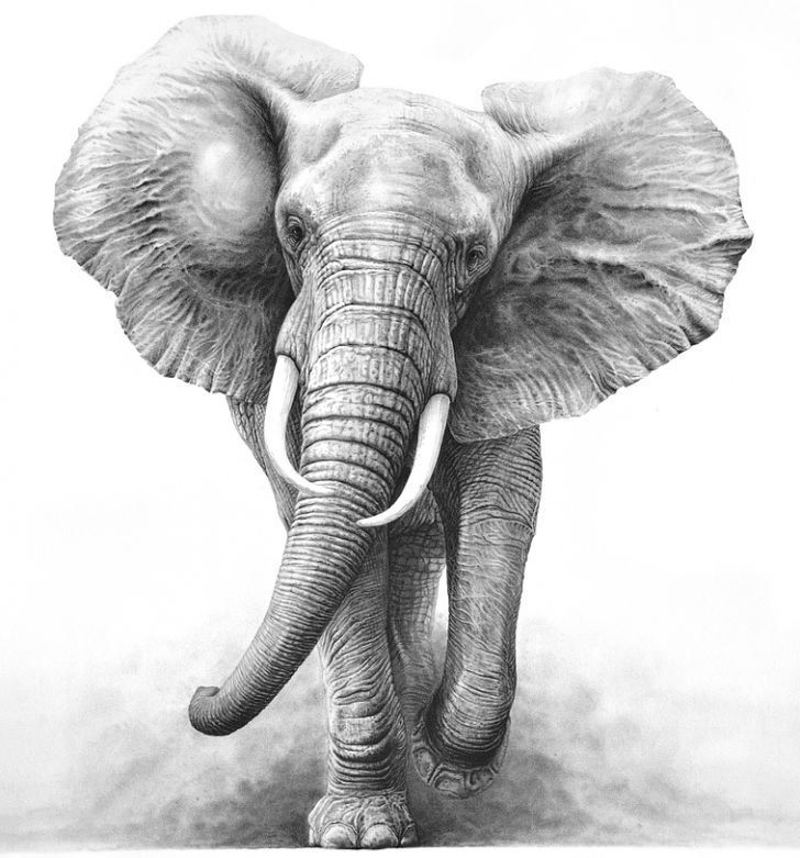 728x781 Elephant Drawings Drawing Skill Elephant Tattoo Design - African Elephant Drawing