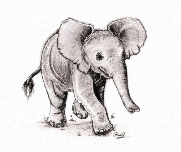 585x491 Elephant Drawings Free Printable, Png Format Download - African Elephant Drawing