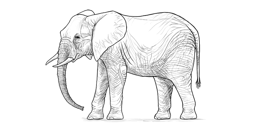 850x425 How To Draw An Elephant Step - African Elephant Drawing