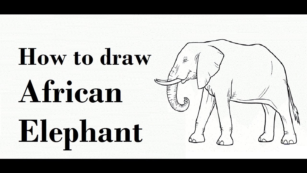 1280x720 How To Draw African Elephant Pencil Drawing Step - African Elephant Drawing