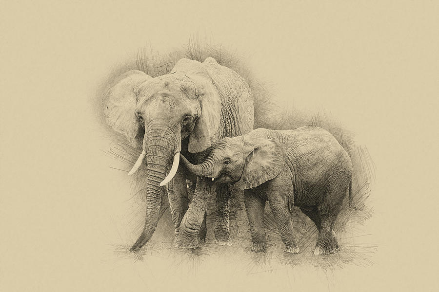 900x600 pencil drawing sketch illustration of baby calf african elephant - African Elephant Drawing