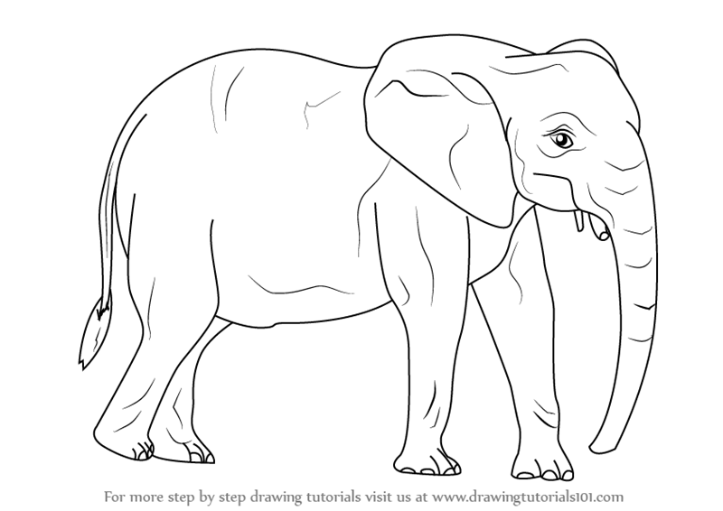 800x566 Step - African Elephant Drawing