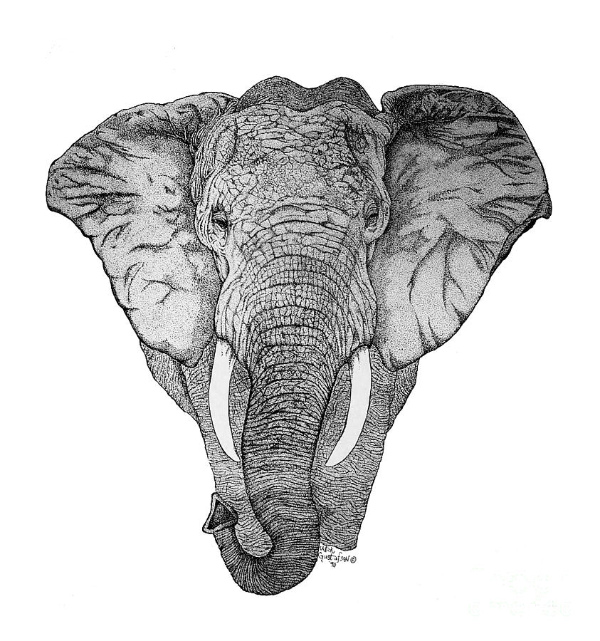 843x900 African Elephant Drawing - African Elephant Drawing