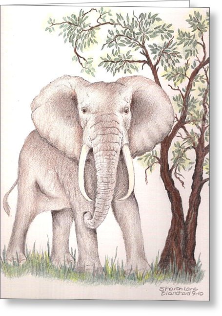 455x646 African Elephant Drawing - African Elephant Drawing