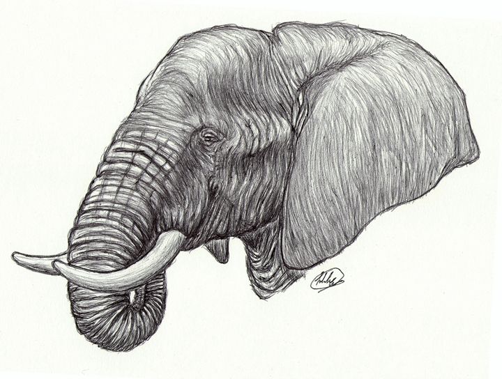 720x544 African Elephant Head - African Elephant Drawing