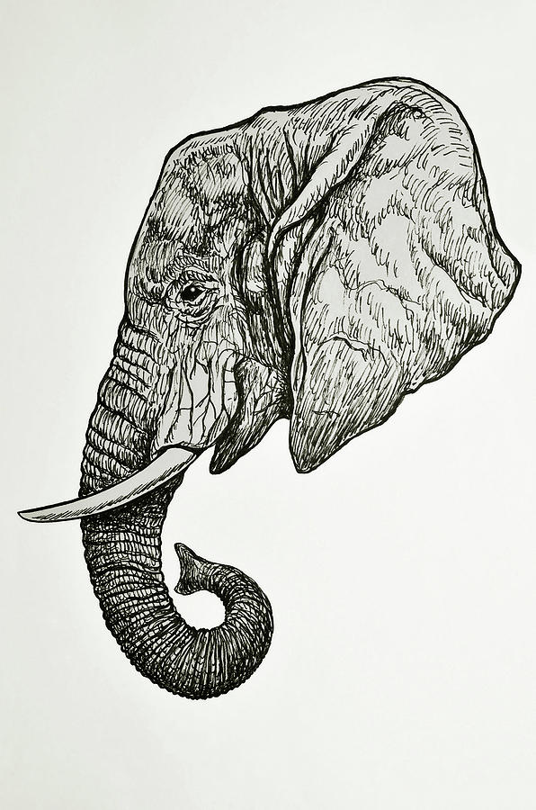 596x900 African Elephant Head Drawing - African Elephant Drawing