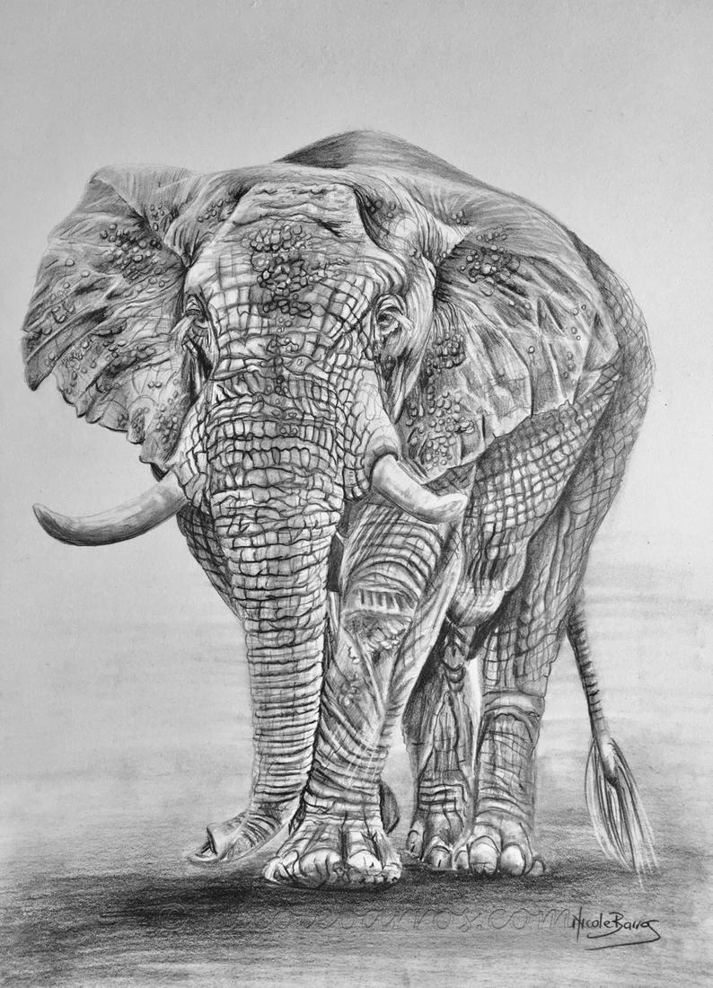 African Elephant Drawing at PaintingValley.com | Explore collection of ...