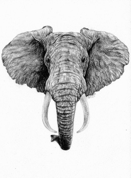 532x720 African Elephant - African Elephant Drawing