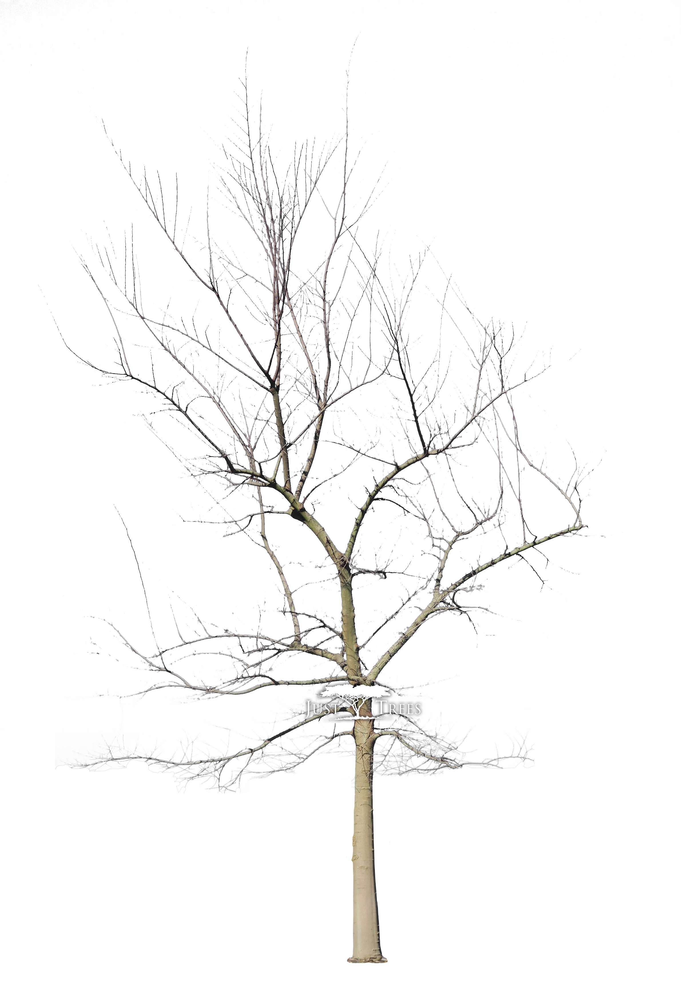 2381x3515 Collection Of Free Drawing Names Tree Download On Ui Ex - African Tree Drawing