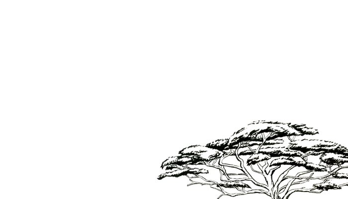 700x401 whistling thorn zen bonsai african tree pillow sham - African Tree Drawing