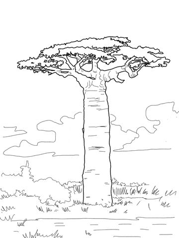 360x480 Africa - African Tree Drawing
