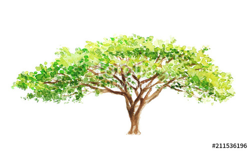 500x303 Watercolor Illustration Of A Southern Tree In Africa, Drawing - African Tree Drawing
