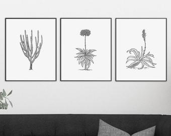 340x270 agave drawing etsy - Agave Drawing