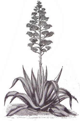 331x500 agave properties - Agave Drawing