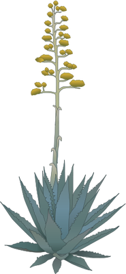 185x400 agave spp - Agave Drawing