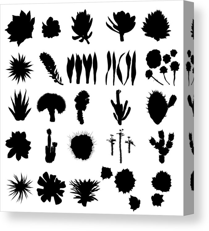 677x750 black silhouettes of cactus, agave, aloe, and prickly pear cacti - Agave Drawing