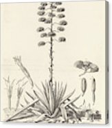 163x186 botanical drawing of blooming agave plant canvas print canvas - Agave Drawing