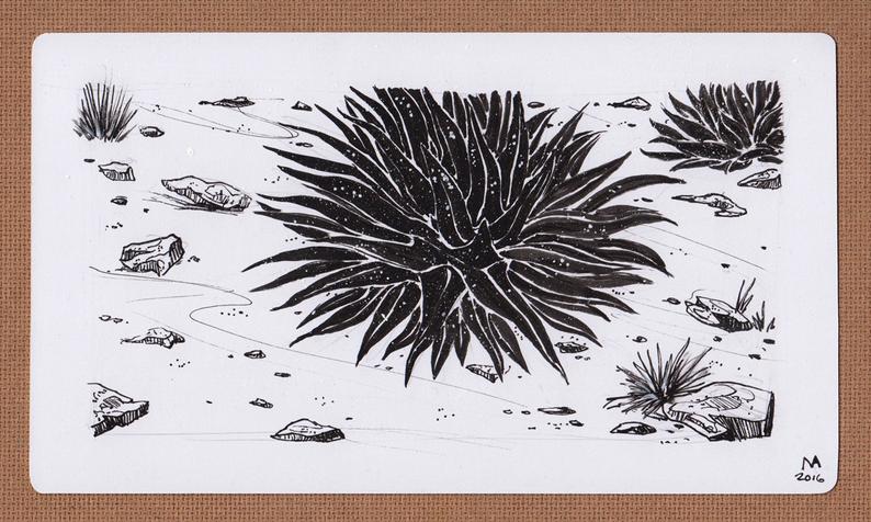 794x476 drawing agave pen and ink etsy - Agave Drawing