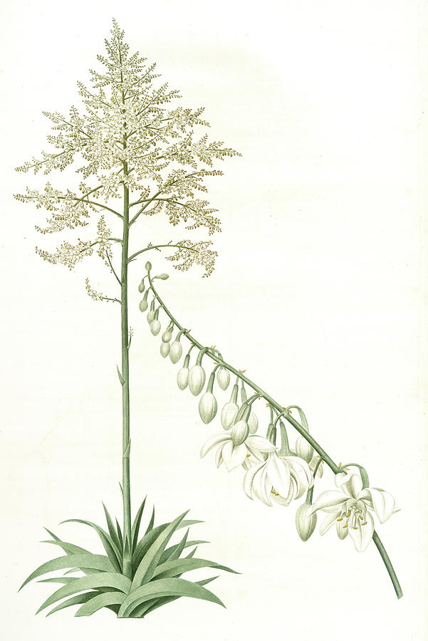 601x900 furcraea gigantea, fourcroye gigantesque giant false agave - Agave Drawing