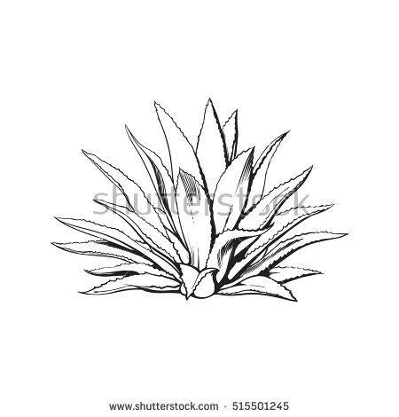 450x470 hand drawn blue agave, main tequila ingredient, sketch style - Agave Drawing