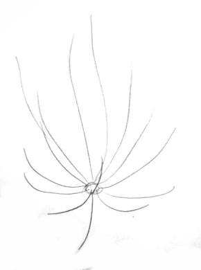 290x390 how to draw an agave tutorial - Agave Drawing