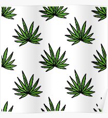 210x230 huge collection of 'agave drawing' download more than images - Agave Drawing