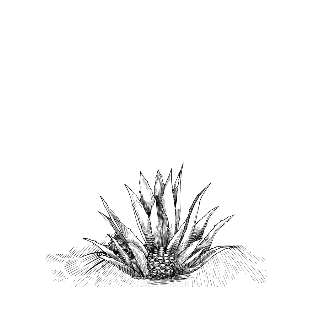 1000x1000 in agave we trust - Agave Drawing