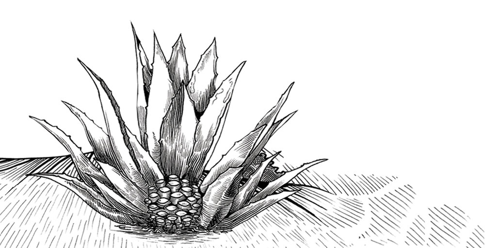 Agave Drawing at PaintingValley.com | Explore collection of Agave Drawing