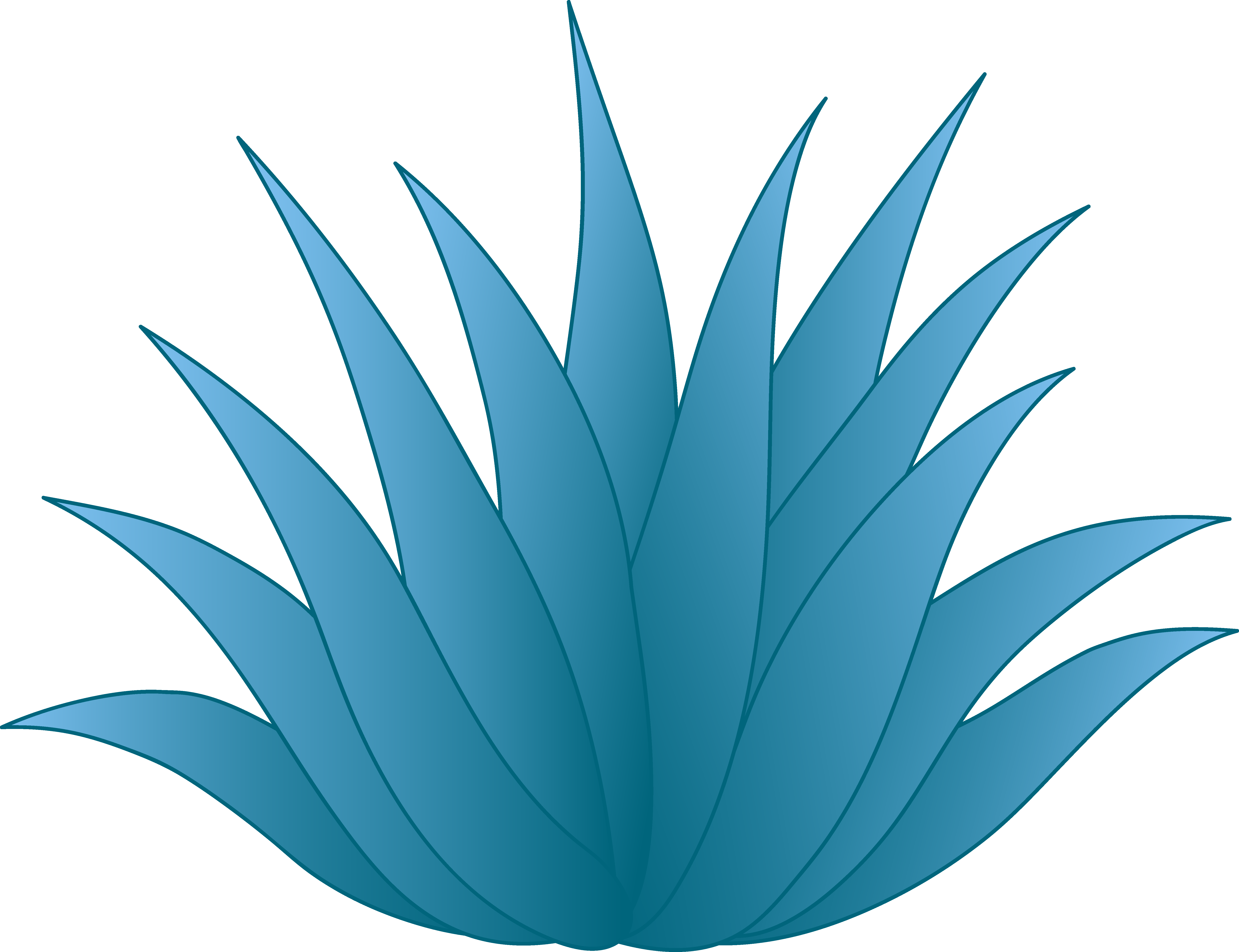 6502x4998 succulent agave drawing free image - Agave Drawing
